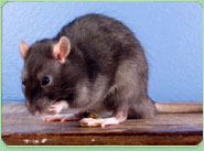 rat control Bracknell